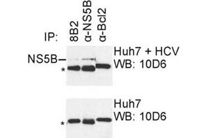 IP was carried out with NS5B specific mAb 8B2 using the lysates of Huh7 cells harboring selectable subgenomic HCV RNA replicon (upper panel) or plain Huh7 cells (lower panel). (HCV 1b NS5B 抗体  (AA 1-14))