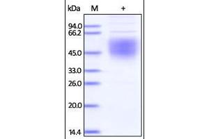 Ebolavirus (subtype Bundibugyo,strain Uganda 2007) GP1 on SDS-PAGE under reducing (R) condition. (Glycoprotein / GP (Virus) (AA 33-304) protein (His tag))