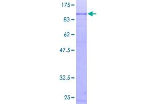 TAP2 Protein (AA 1-686) (GST tag)