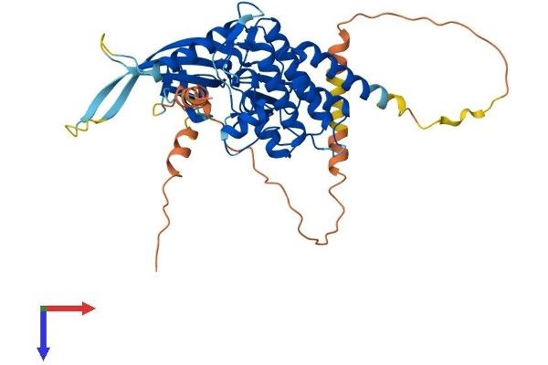 STK40 Protein (AA 1-435) (His tag)