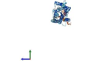 Protein Structure (PS) image for Opsin 1 (Cone Pigments), Medium-Wave-Sensitive (OPN1MW) (AA 1-364) protein (His tag) (ABIN7550445)