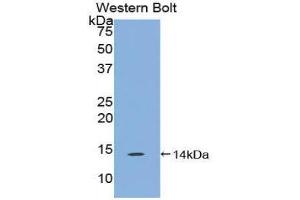 Western Blotting (WB) image for anti-Family with Sequence Similarity 19 (Chemokine (C-C Motif)-Like), Member A4 (FAM19A4) (AA 46-139) antibody (ABIN1858795) (FAM19A4 抗体  (AA 46-139))