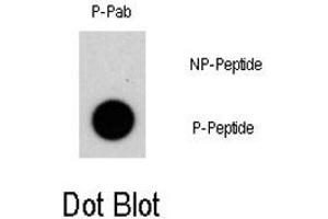 Dot blot analysis of NR4A1 (phospho S351) polyclonal antibody  on nitrocellulose membrane. (NR4A1 抗体  (pSer351))