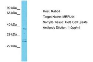 Image no. 1 for anti-Mitochondrial Ribosomal Protein L44 (MRPL44) (C-Term) antibody (ABIN6750659) (MRPL44 抗体  (C-Term))