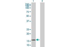Western Blot analysis of RGS13 expression in transfected 293T cell line by RGS13 MaxPab polyclonal antibody. (RGS13 抗体  (AA 1-159))