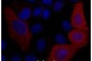 Immunofluorescence analysis of 293T cells transfected with a VSV G tagged protein tissue using VSV-G-Tag Monoclonal Antibody at dilution of 1:2000. (VSV-g Tag 抗体)