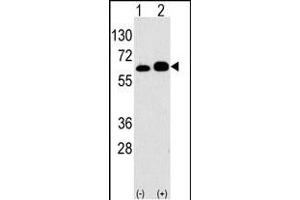 Western blot analysis of anti-RPS6KB1 Antibody (Center) Pab (ABIN389685 and ABIN2839654) in 293 cell line lysates transiently transfected with the RPS6KB1 gene (2 μg/lane).