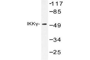 Western blot (WB) analysis of IKKgamma antibody in extracts from COS-7. (IKBKG 抗体)