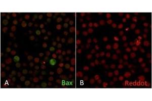 Confocal Immunofluorescence of Human Jurkat cells A. (BAX 抗体  (AA 3-16))