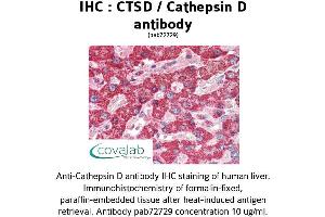 Image no. 1 for anti-Cathepsin D (CTSD) antibody (ABIN2851939) (Cathepsin D 抗体)