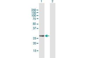 Western Blot analysis of PCGF3 expression in transfected 293T cell line by PCGF3 MaxPab polyclonal antibody. (PCGF3 抗体  (AA 1-242))