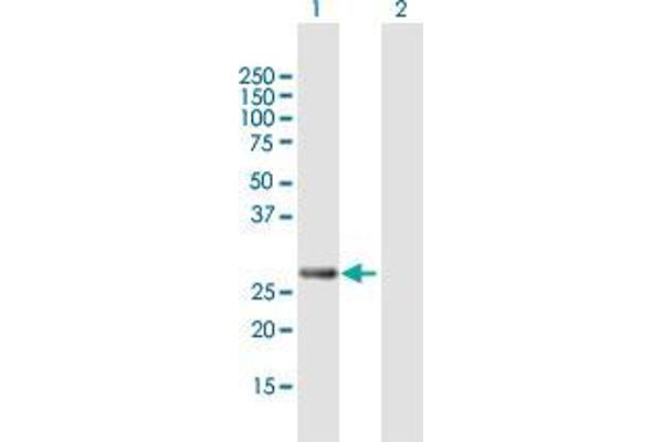 PCGF3 anticorps  (AA 1-242)