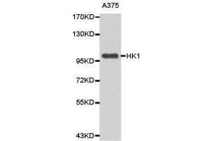 Western Blotting (WB) image for anti-Hexokinase 1 (HK1) antibody (ABIN1873022) (Hexokinase 1 抗体)