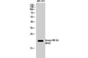 Western Blotting (WB) image for anti-Transcription Factor NF-E4 (NFE4) (acLys43) antibody (ABIN3179007) (NFE4 抗体  (acLys43))
