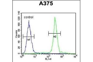 ARL8A Antibody (Center) (ABIN654121 and ABIN2843998) flow cytometric analysis of  cells (right histogram) compared to a negative control cell (left histogram). (ARL8A 抗体  (AA 116-142))