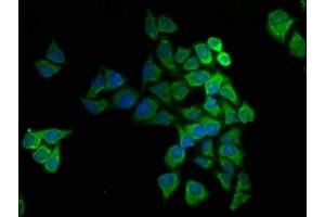 Immunofluorescence staining of Hela cells with ABIN7149167 at 1:166, counter-stained with DAPI. (COX5A 抗体  (AA 42-150))