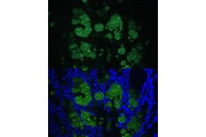 Immunofluorescence (IF) image for anti-Chloride Channel Accessory 1 (CLCA1) (AA 22-150) antibody (ABIN7266331)