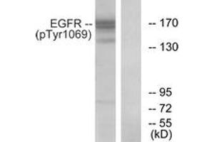 Western blot analysis of extracts from COS7 cells treated with EGF 200ng/ml 30', using EGFR (Phospho-Tyr1069) Antibody. (EGFR 抗体  (pTyr1069))