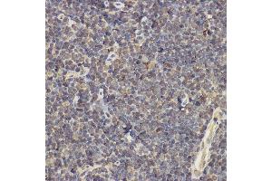 Immunohistochemistry of paraffin-embedded mouse thymus using IL17A Rabbit pAb (ABIN6128129, ABIN6142315, ABIN6142317 and ABIN6216088) at dilution of 1:200 (40x lens). (Interleukin 17a 抗体  (AA 24-155))