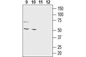 O3FAR1 抗体  (Extracellular, N-Term)