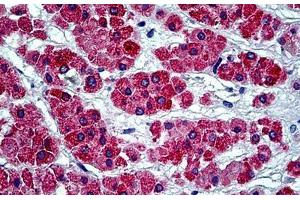 Human Adrenal: Formalin-Fixed, Paraffin-Embedded (FFPE) (MGST1 抗体  (AA 40-71))