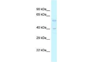 WB Suggested Anti-Tgfb3 Antibody   Titration: 1. (TGFB3 抗体  (Middle Region))
