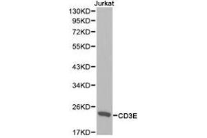 Western Blotting (WB) image for anti-CD3 epsilon (CD3E) antibody (ABIN1871626) (CD3 epsilon 抗体)