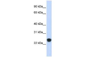 Western Blotting (WB) image for anti-FK506 Binding Protein 11, 19 KDa (FKBP11) antibody (ABIN2459089) (FKBP11 抗体)