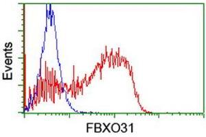 HEK293T cells transfected with either RC203518 overexpress plasmid (Red) or empty vector control plasmid (Blue) were immunostained by anti-FBXO31 antibody (ABIN2455366), and then analyzed by flow cytometry. (FBXO31 抗体)