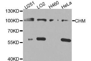 Western blot analysis of extracts of various cell lines, using CHM antibody. (CHM 抗体  (AA 120-210))
