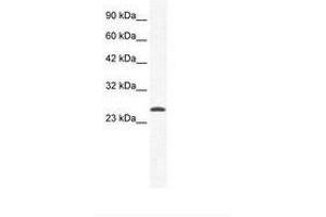 Image no. 1 for anti-Calcium Channel, Voltage-Dependent, gamma Subunit 6 (CACNG6) (AA 22-71) antibody (ABIN203032) (CACNG6 抗体  (AA 22-71))