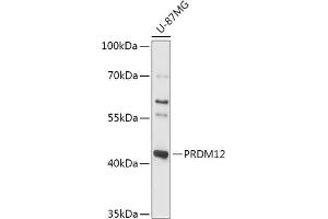 Western blot analysis of extracts of U-87MG cells, using PRDM12 antibody (ABIN7269498) at 1:1000 dilution. (PRDM12 抗体  (AA 100-330))