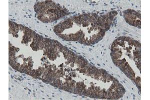 Image no. 2 for anti-Mitochondrial Intermediate Peptidase (MIPEP) (AA 174-516) antibody (ABIN1491015) (MIPEP 抗体  (AA 174-516))