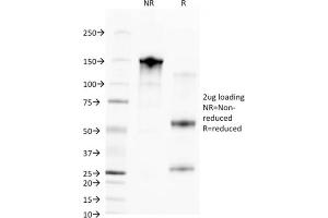 SDS-PAGE Analysis Purified CD68 Mouse Monoclonal Antibody (C68/2709). (CD68 抗体  (AA 150-221))