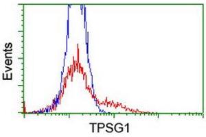 Image no. 2 for anti-Tryptase gamma 1 (TPSG1) (AA 20-283) antibody (ABIN1491160) (TPSG1 抗体  (AA 20-283))