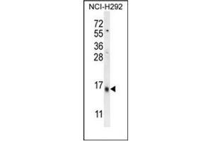 Western blot analysis of LY6G6C Antibody (C-term) in NCI-H292 cell line lysates (35ug/lane). (LY6G6C 抗体  (C-Term))