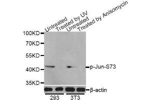 Western blot analysis of extracts of 293 and NIH/3T3 cells, using Phospho-Jun-S73 antibody (ABIN5969904) at 1/1000 dilution. (C-JUN 抗体  (pSer73, Ser73))