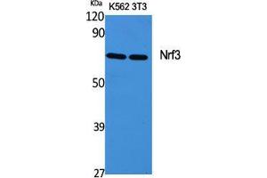 Western Blot (WB) analysis of specific cells using Nrf3 Polyclonal Antibody. (NFE2L3 抗体  (Internal Region))