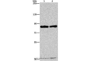 Western blot analysis of Raji and K562 cell, using MRE11A Polyclonal Antibody at dilution of 1:500 (Mre11 抗体)