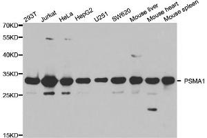 Western blot analysis of extracts of various cell lines, using PSMA1 antibody (ABIN5971354) at 1/1000 dilution. (PSMA1 抗体)