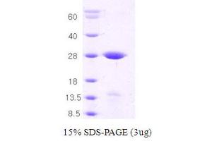 SDS-PAGE (SDS) image for Syntaxin 1A (Brain) (STX1A) (AA 1-226) protein (ABIN667049) (STX1A Protein (AA 1-226))