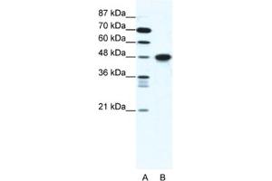 Western Blotting (WB) image for anti-Enolase 1 (ENO1) antibody (ABIN2461629) (ENO1 抗体)