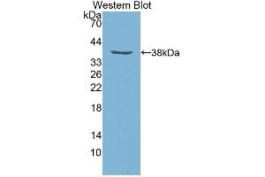 Western Blotting (WB) image for anti-Insulin-Like Growth Factor 1 (IGF1) (AA 48-118) antibody (ABIN3209574) (IGF1 抗体  (AA 48-118))