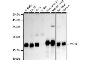 Western blot analysis of extracts of various cell lines, using MSRB3 antibody (ABIN7268488) at 1:1000 dilution. (MSRB3 抗体)