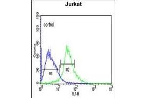 TRIM50 Antibody (C-term) (ABIN651824 and ABIN2840415) flow cytometric analysis of Jurkat cells (right histogram) compared to a negative control cell (left histogram). (TRIM50 抗体  (C-Term))
