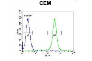 Flow cytometric analysis of CEM cells (right histogram) compared to a negative control cell (left histogram). (MNDA 抗体  (N-Term))