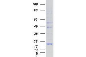 Validation with Western Blot (KDELR1 Protein (Myc-DYKDDDDK Tag))