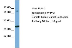 Host: Rabbit Target Name: WIPF2 Sample Type: Jurkat Whole Cell lysates Antibody Dilution: 1. (WIPF2 抗体  (C-Term))