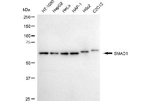 Western blotting analysis using SMAD1 antibody (ABIN7800367).