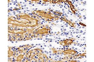 Immunohistochemistry analysis of paraffin-embedded Rat kidney using AQP1 Polyclonal Antibody at dilution of 1:400. (Aquaporin 1 抗体)